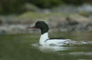 Goosander Male 007